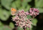 IMG 1314    Kleines Wiesenvögelchen (Coenonympha pamphilus) saugt an Dost. Sermerio, Gardasee, Italien.