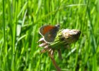 IMG 2333    Kleines Wiesenvögelchen (Coenonympha pamphilus)