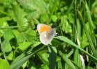 IMG 2334    Kleines Wiesenvögelchen (Coenonympha pamphilus)