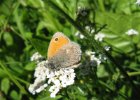 IMG 3603    Kleines Wiesenvögelchen (Coenonympha pamphilus)