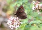 IMG 1179    Graubindiger Mohrenfaltern (Scotch Argus).  Lago die Valvestrino nähe Gardasee, Italien