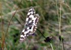 IMG 3645    Das Schachbrett (Melanargia galathea)