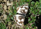 IMG 3681    Das Schachbrett (Melanargia galathea)