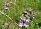 IMG 3799    Das Schachbrett (Melanargia galathea)