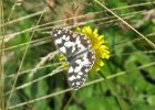 IMG 3807    Ein Schachbrett (Melanargia galathea)