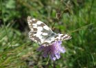 IMG 3860    Das Schachbrett (Melanargia galathea)