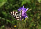 IMG 4012    Das Schachbrett (Melanargia galathea)
