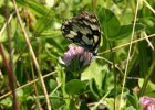 IMG 7871    Das Schachbrett (Melanargia galathea)