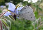 IMG 0070    Faulbaum-Bläuling (Celastrina argiolus) an Borretsch