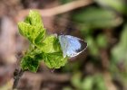 IMG 6331    Faulbaum-Bläuling (Celastrina argiolus)