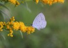 IMG 7685    Faulbaum-Bläuling (Celastrina argiolus)