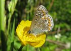 IMG 2157    Hauhechel-Bläuling (Polyommatus icarus)