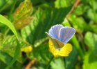 IMG 2179    Hauhechel-Bläuling (Polyommatus icarus)