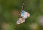IMG 7565    Hauhechel-Bläuling (Polyommatus icarus) bei der Paarung (Gargitt, Lüsen, Südtirol, Italien)