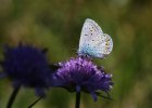 IMG 7582    Hauhechel-Bläuling (Polyommatus icarus)