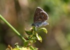 IMG 7888    Hauhechel-Bläuling (Polyommatus icarus)