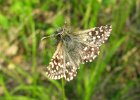IMG 2184    Kleiner Würfel-Dickkopffalter (Pyrgus Malvae).