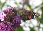 IMG 2807    Der Admiral (Vanessa atalanta)