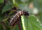 IMG 8634    Dieses Exemplar einer Admiralsraupe ist dunkelbraun.