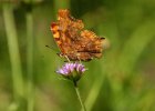 IMG 7055    Der C-Falter (Polygonia c-album)