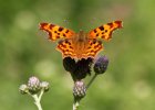 IMG 8787    Eine sehr schöne Aufnahme des C-Falters (Polygonia c-album)