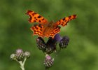 IMG 8791    C-Falter (Polygonia c-album)