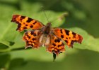 IMG 8858    C-Falter (Polygonia c-album)
