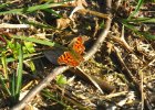 img2 272    Ein überwinterter C-Falter (Polygonia c-album) in Nähe der Argen.
