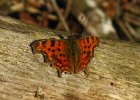 img2 281    Ein weiteres Exemplar des C-Falters (Polygonia c-album) (März 2014)