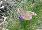 IMG 3846    Kaisermantel (Argynnis paphia)