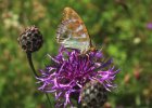 IMG 4023    Der Kaisermantel (Argynnis paphia)
