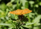 IMG 6955    Kaisermantel (Argynnis paphia) auf Wasserdost