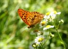 IMG 6976    Der Kaisermantel (Argynnis paphia)