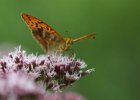 IMG 9080    Der Kaisermantel (Argynnis paphia) and Wasserdost