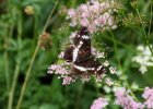 IMG 2838    Kleiner Eisvogel (Limenitis camilla) - Brandnertal, Vorarlberg, Österreich.