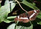 IMG 4620    Der kleine Eisvogel (Limenitis camilla)