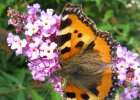 IMG 0323    Der kleine Fuchse (Aglais Urticae)