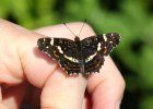 IMG 2358    Ein frisch geschlüpftes Landkärtchen (Araschnia levana) auf meiner Hand.