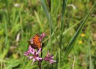 IMG 0815    Ein Perlmutterfalter(vermutlich Boloria aquilonaris), aufgenommen am "Herzenwiesele", einer Feuchtwiese.