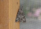 IMG 2172    Ein frisch geschlüpftes Exemplar der Ahorn-Rindeneule (Acronicta aceris), hier noch im Zuchtkäfig. Für die sehr schöne Raupe ist der Schmetterling selber doch etwas ... 'dürftig'.