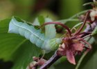 IMG 0064    Die Raupe der Pyramideneule (Amphipyra pyramidea) beim Fressen an Wildkirsche.