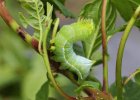 IMG 1887    Die Raupe der Pyramideneule (Amphipyra pyramidea) - deutlich ist die "Pyramide" am hinteren Ende erkennbar.