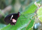 IMG 7377    Heliconius erato