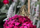 IMG 2065    Schwalbenschwanz (Papilio machaon)