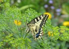 IMG 3120    Ein Schwalbenschwanz-Weibchen (Papilio machaon) bei der Eiablage an Dill.