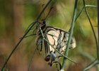 IMG 3161    Schwalbenschwanz - Männchen (Papilio machaon)