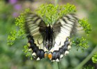 IMG 3332    Schwalbenschwanz (Papilio machaon) - Eiablage an Dill