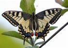 IMG 4377    Schwalbenschwanz (Papilio machaon), frisch geschlüpft, gegen das Licht fotografiert.