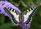 IMG 8162    Papilio machaon auf einem Sommerflieder