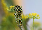 IMG 9101    Die Raupe von Papilio machaon beim Verspeisen des Lieblingsfutters: Dillblüten.